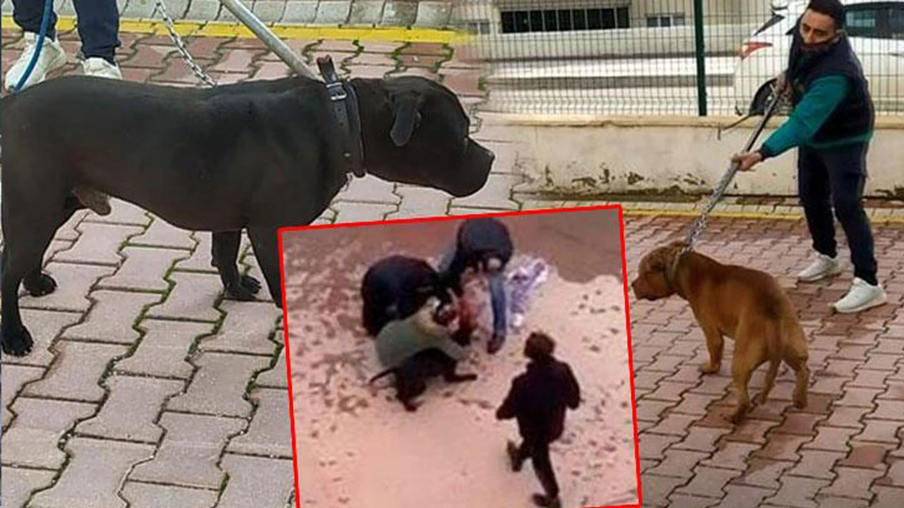 Yargıtay'dan tokat gibi 'pitbull' kararı: Para değil hapis cezası