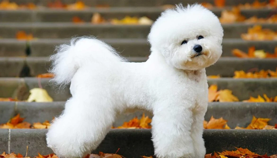 Dünyanın En Küçük Köpek Cinsleri