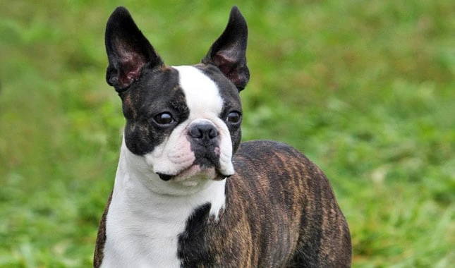 Dünyanın En Küçük Köpek Cinsleri