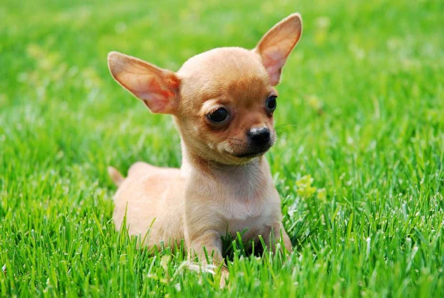 Dünyanın En Küçük Köpek Cinsleri
