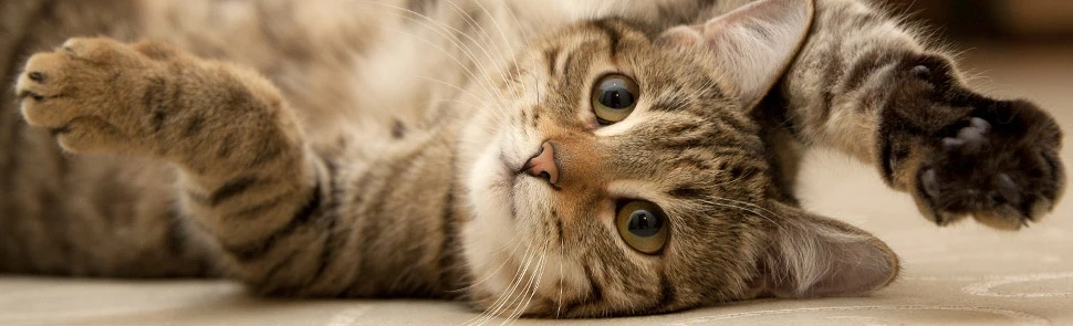 Tüm zamanların en iyi kedi resimleri