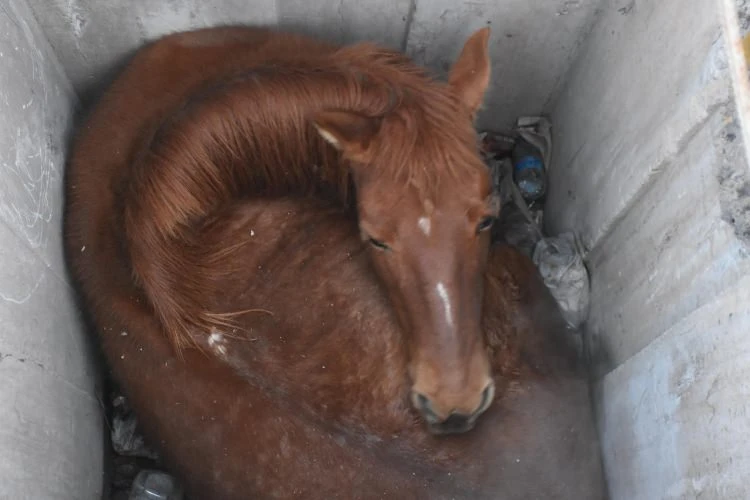 3 gündür kayıptı! 3 metrelik kuyudan çıktı