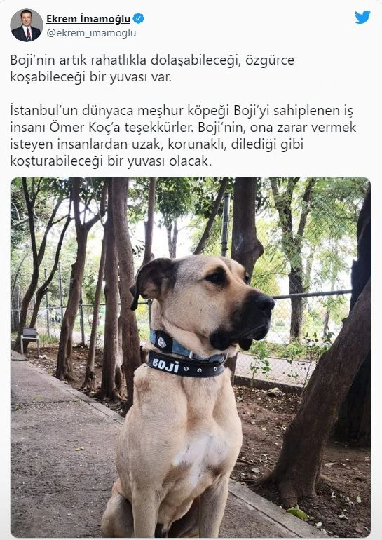 İstanbul’un meşhur köpeği Boji’nin artık yuvası var! Ömer Koç sahiplendi