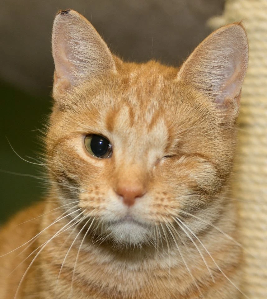 Entropium Nedir? Kedilerde ve Köpeklerde Entropium