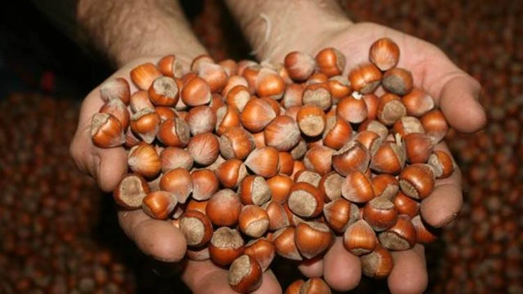 Fındık fiyatı ne kadar zam geldi mi kaç TL geldi? Fındık fiyatı hakkında rahatlatan açıklama! FINDIK FİYATI SON HABERLER
