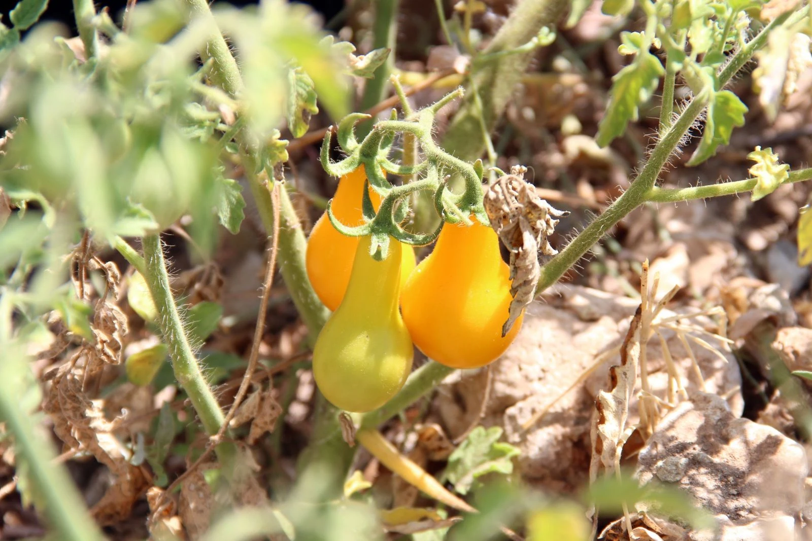 Ampul biçimindeki domates görenleri şaşırtıyor