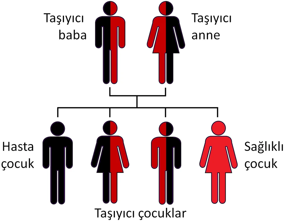 Talasemi Taşıyıcılığı (Talasemi Minör) Nedir?