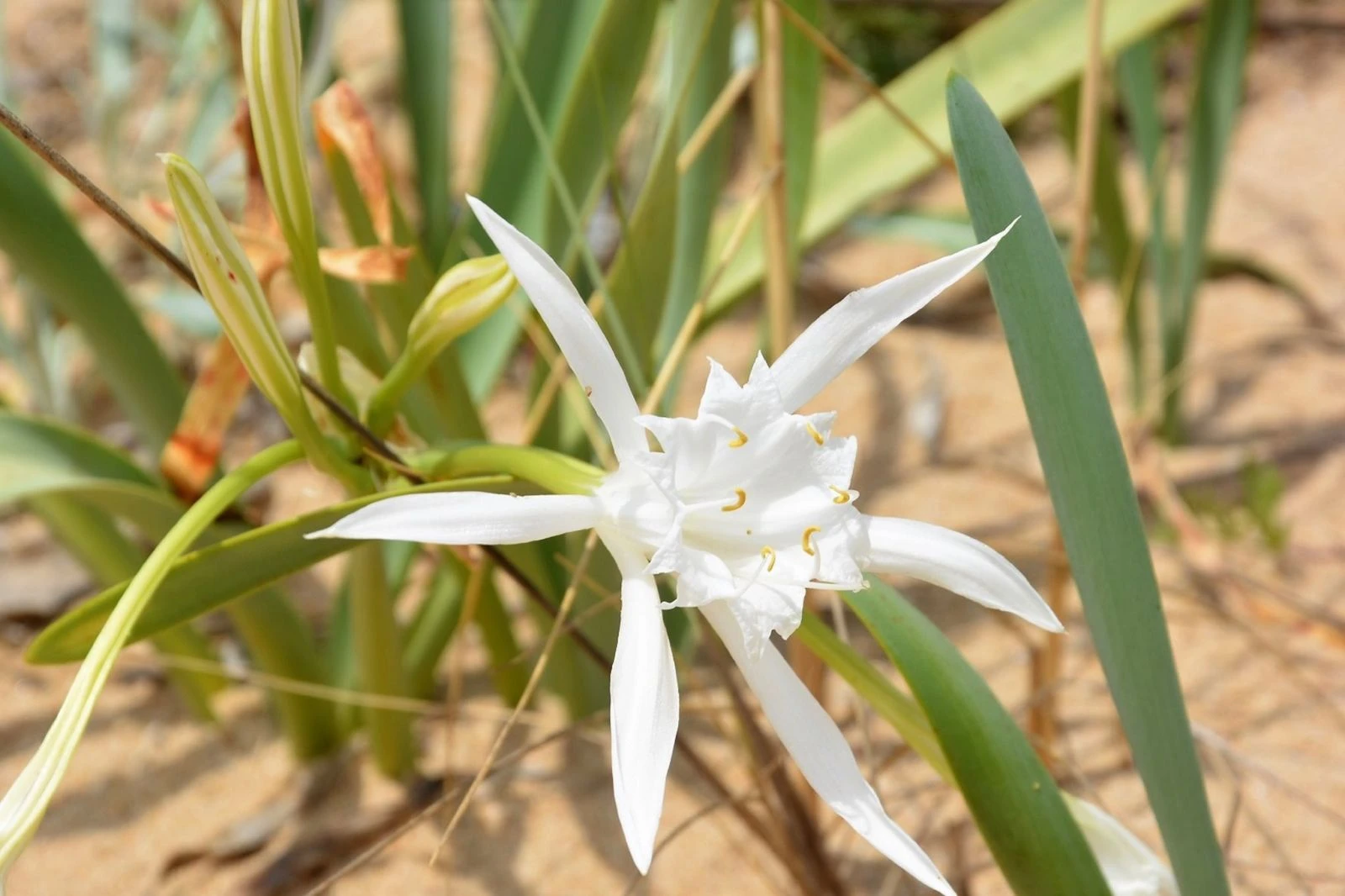 Bu bitkiyi koparana 60 bin TL ceza