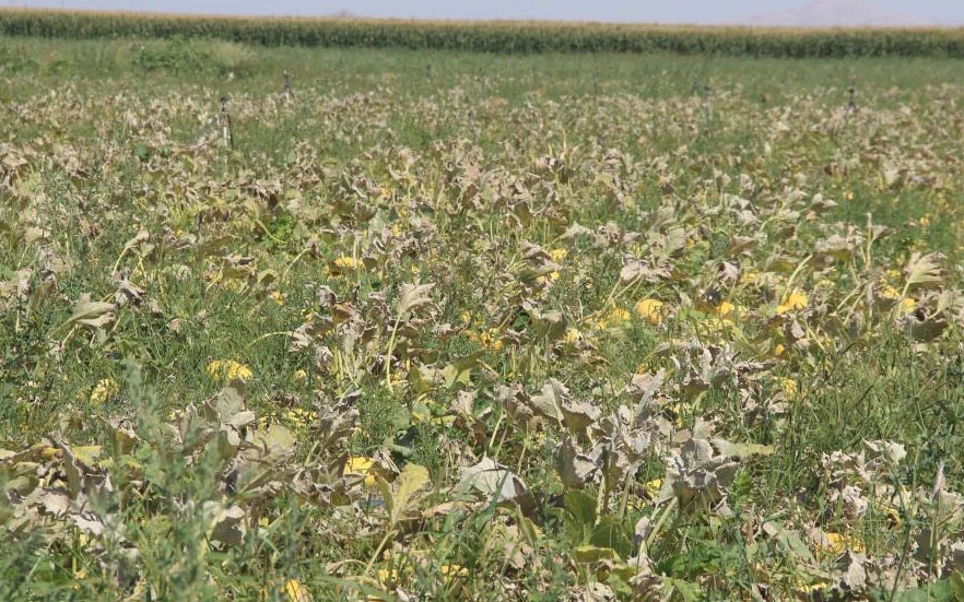 Merak üzerine ekmeye başladı: Şimdi Türkiye'nin birçok iline gönderiyor