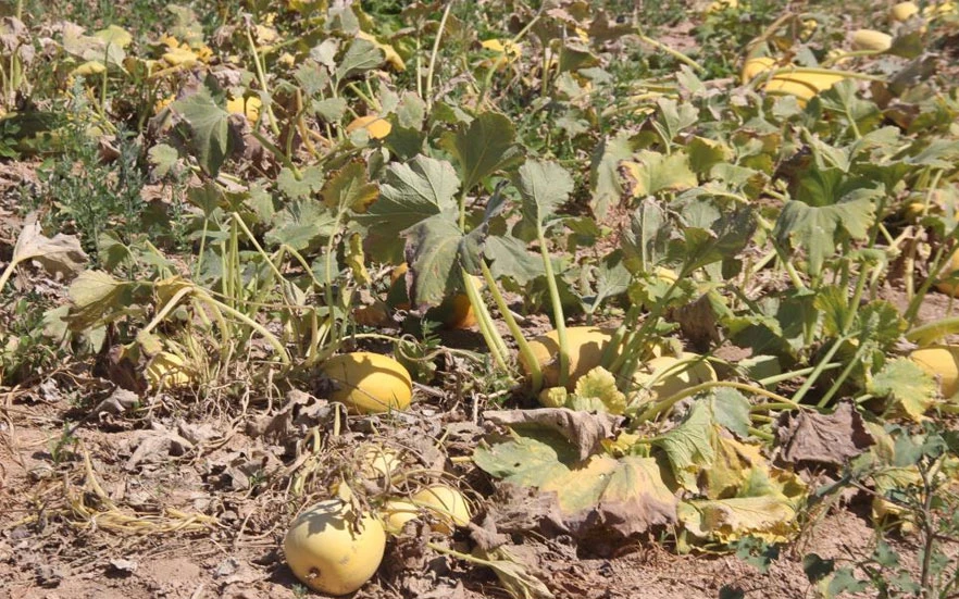 Merak üzerine ekmeye başladı: Şimdi Türkiye'nin birçok iline gönderiyor