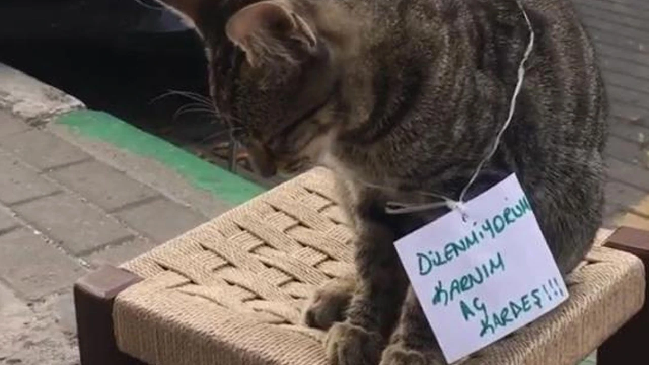 Karnı aç kedi farklı bir yöntem denedi
