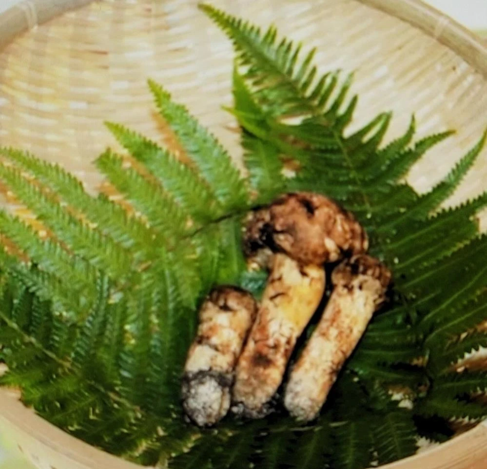 Mantar değil servet: 3 mantar 65 bin liraya satıldı