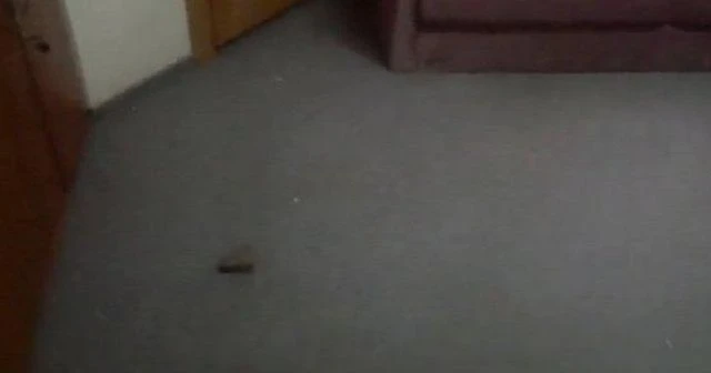 Türkiye'nin Moskova Büyükelçiliği'ne taşlı saldırı