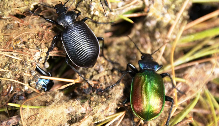Kahramanmaraş'ta 'terminatör böcek'ler iş başında