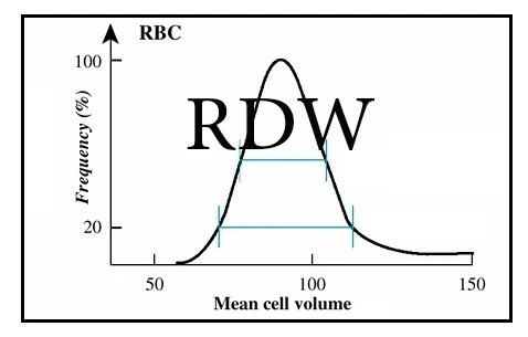 RDW nedir? RDW Düşüklüğü Yüksekliği Tedavisi Belirtileri