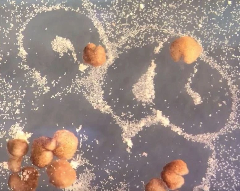 Kansere ve yaşlanmaya çare olacak buluş: Kendi kendine üreyen robot üretildi