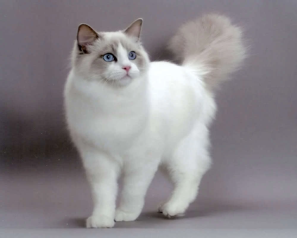 Ragdoll Kedisi