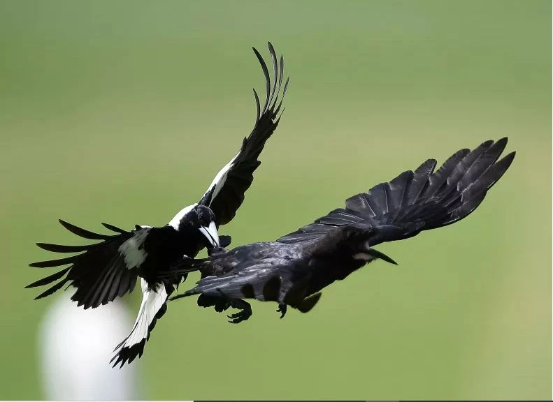 Saksağan saldırdı bebek hayatını kaybetti