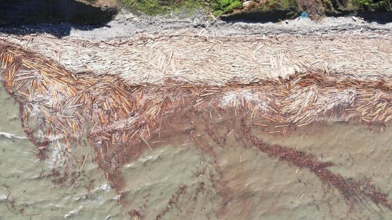 Tomruklar Karadeniz'i kapladı: Aralarından kimi zaman ceset çıkıyor