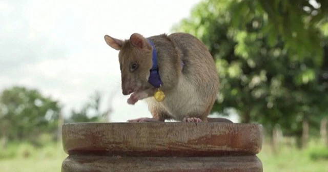 Kamboçya'nın kahraman mayın arama faresi Magawa emekliye ayrılıyor