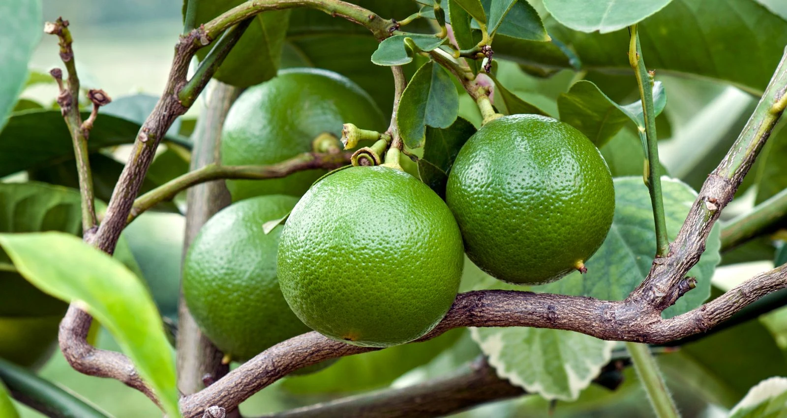 Bergamot Nasıl Bir Şey? Bergamot Faydaları Nelerdir? Bergamot Çayı Faydaları