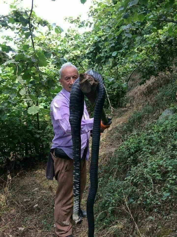 Giresun'da dev yılan öldürüldü