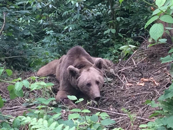 Domuzlar gelmesin diye kurdular, kapana düşen şoke etti!