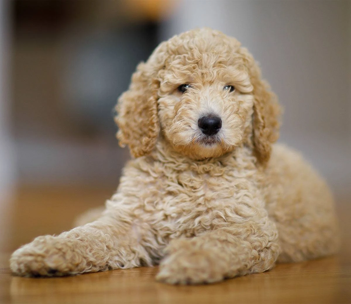 Toy Poodle