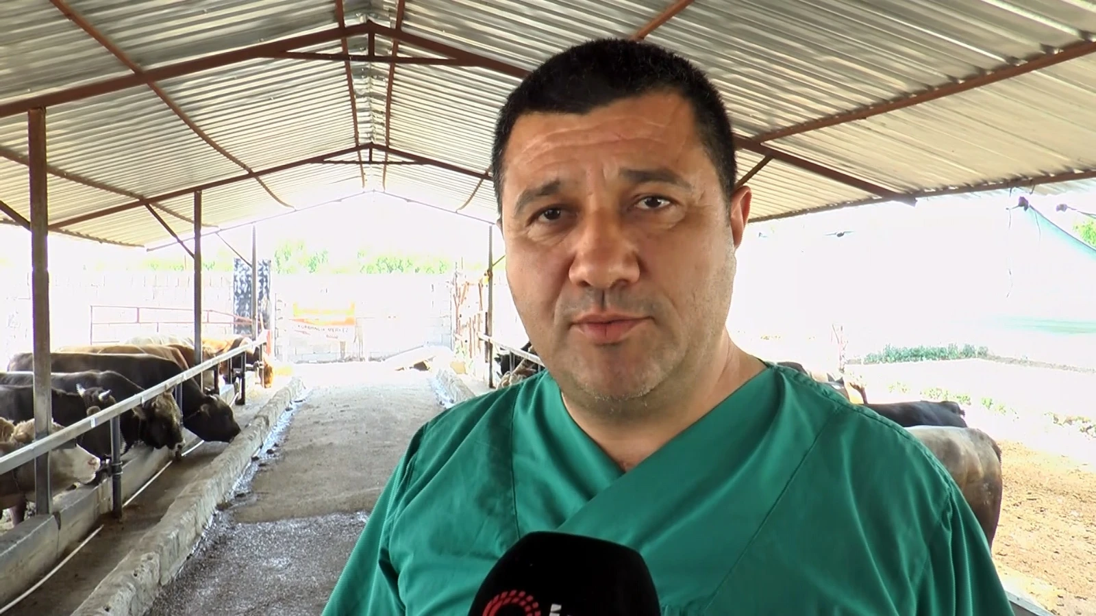 Uzmanı açıkladı! İşte kurbanlık alırken dikkat edilmesi gerekenler