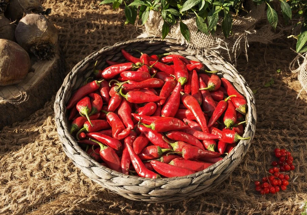 Acı Biberin Vücudumuza Faydası