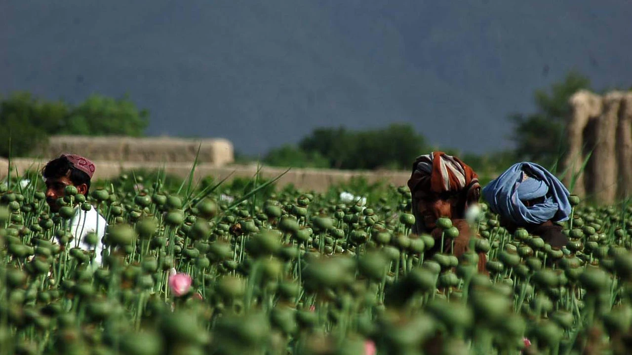 ABD basını: Afganistan'daki gerçek mirasımız narkotik devleti