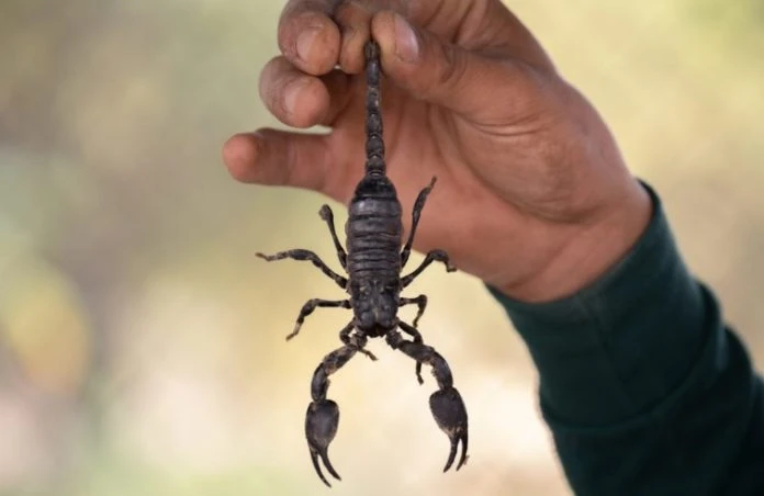 Koronavirüse karşı akrep zehri ilacı