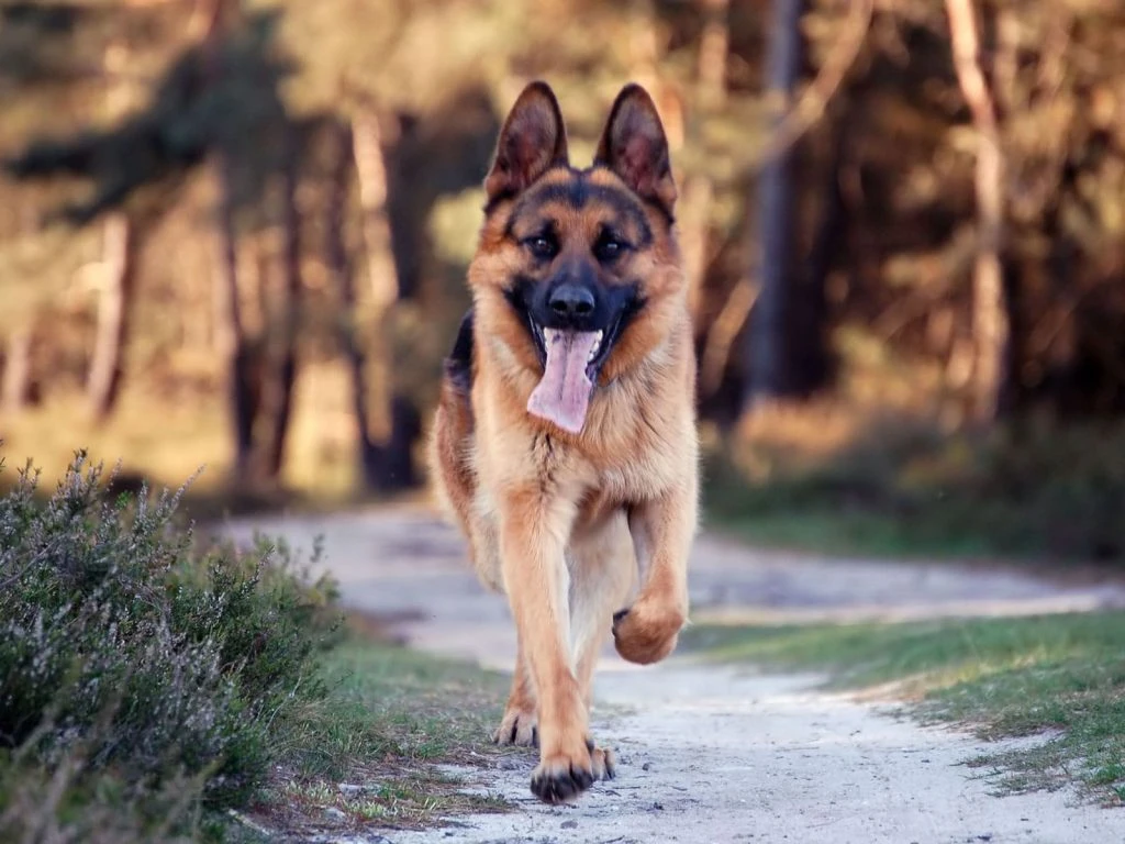 Kurt Köpeği