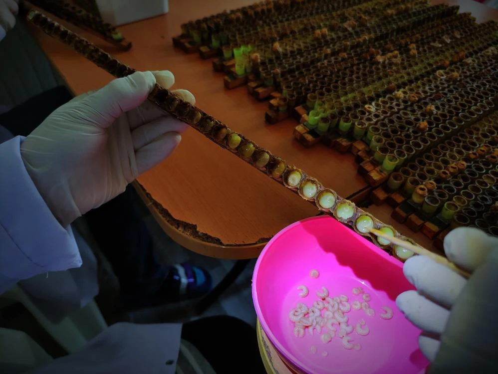 Gram gram sağdığı arı sütünün kilosunu 8 bin liradan satıyor