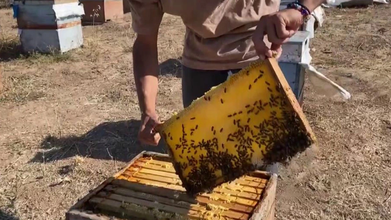 Koruyucu elbise olmadan arıların içine daldı