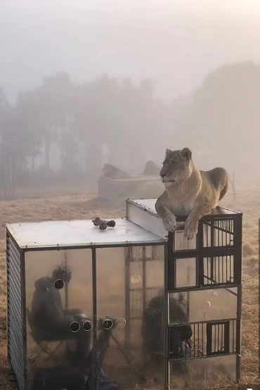 Aslan barınağında işler tersine döndü: İnsanlar kafeslere girdi