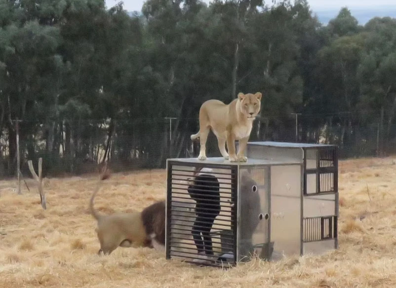 Aslan barınağında işler tersine döndü: İnsanlar kafeslere girdi