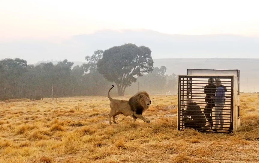Aslan barınağında işler tersine döndü: İnsanlar kafeslere girdi