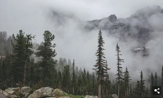 Dehşet anları: Rusya'da 4 kampçıdan biri ayıya yem oldu