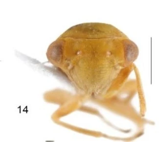 Türkiye’de ilk defa Elazığ’da görüldü