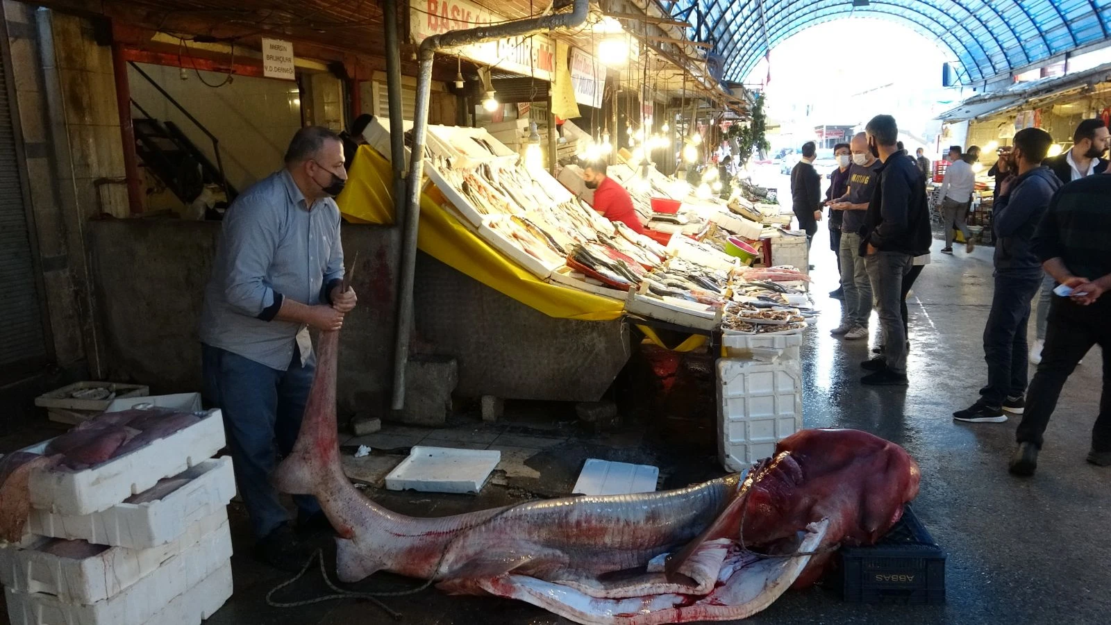 Bu balığı gören dönüp bir daha baktı