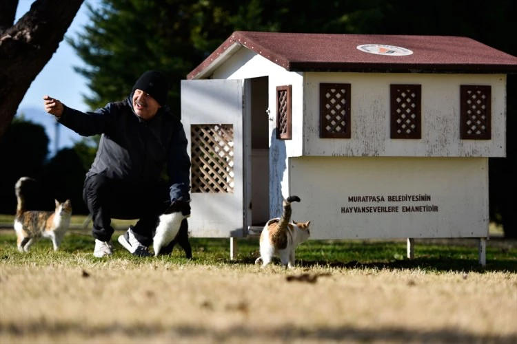 Sokak kedileri için anlamlı çalışma