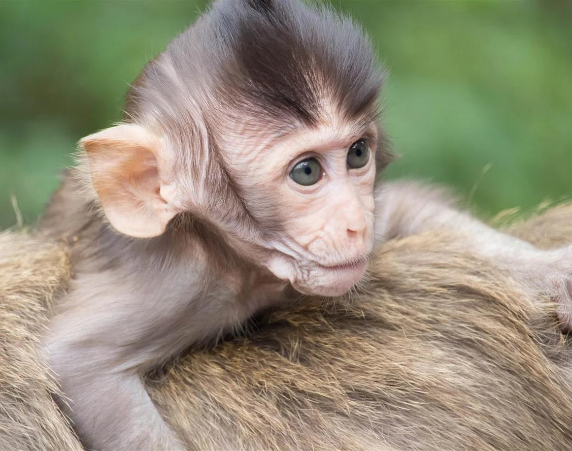 Maymunların inanılmaz intikamı: 250 köpeği yüksekten atarak öldürdüler