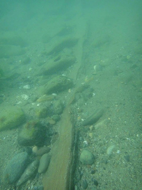 En net fotoğraf! Karadeniz'de bulundu