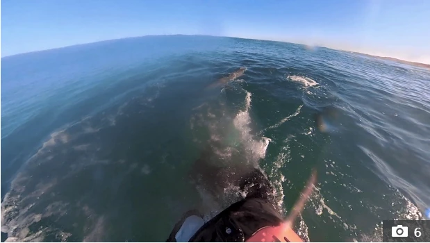 Sörfçünün peşine köpek balığı takıldı hayatını zor kurtardı