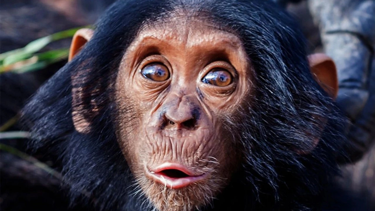 Maymunların inanılmaz intikamı: 250 köpeği yüksekten atarak öldürdüler