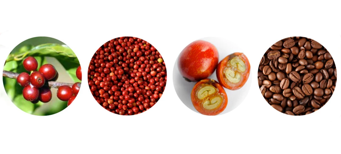 Kahvenin Tarihçesi ve Yolculuğu