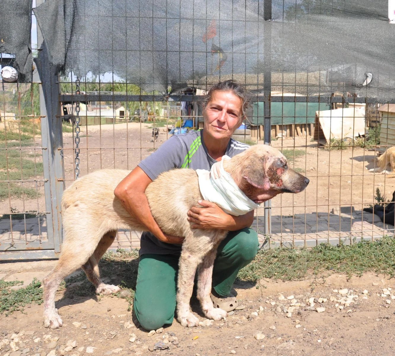 Boğazı kesilip yol kenarına atılan köpek ameliyat edildi