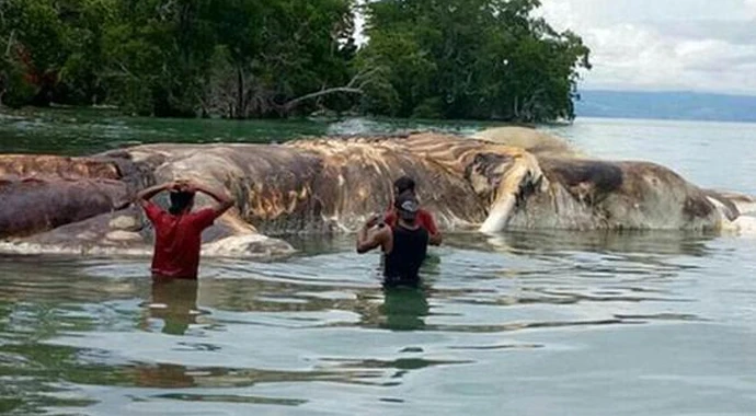 15 metrelik gizemli canlı, kimse ne olduğunu çözemedi