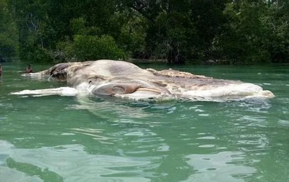 15 metrelik gizemli canlı, kimse ne olduğunu çözemedi